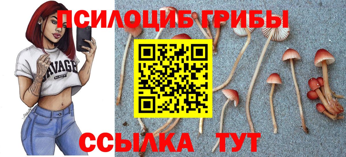 Элиста  Псилоцибиновые грибы Psilocybe  Вход с VPN  как найти наркотики  Псилоцибиновые грибы MAGIC MUSHROOMS 